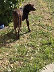 Found/Stray Male Dog last seen Riverdale rd and Greenlawn Avenue. West Modesto., Riverdale Park, CA 95358