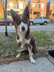 Found/Stray Female Dog last seen 19th and kedzie, Chicago, IL 60623