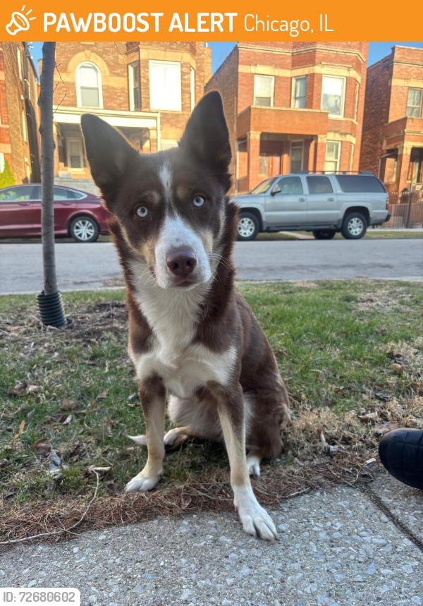 Found/Stray Female Dog last seen 19th and kedzie, Chicago, IL 60623