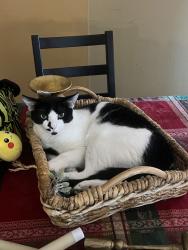 Lost Male Cat last seen Near Pleasant Hill Academy, Kissimmee, FL 34758