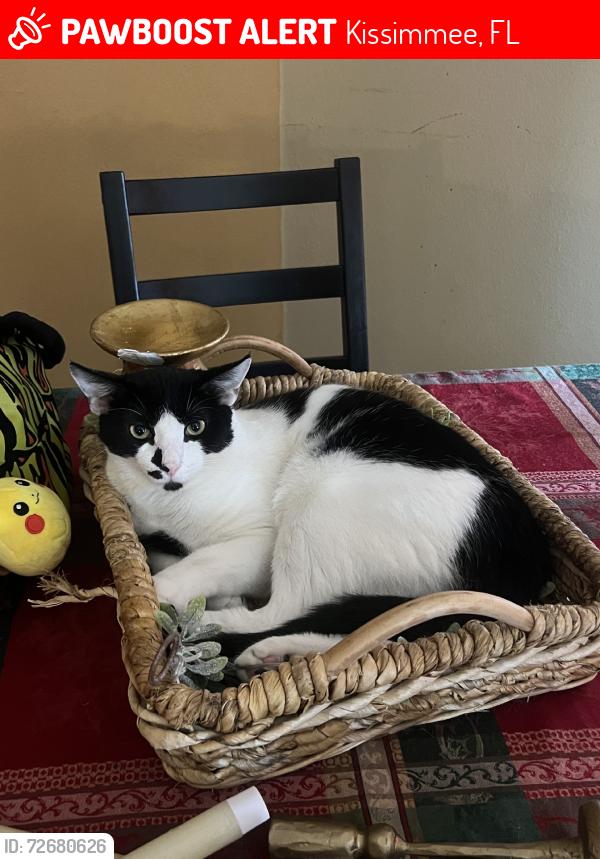 Lost Male Cat last seen Near Pleasant Hill Academy, Kissimmee, FL 34758