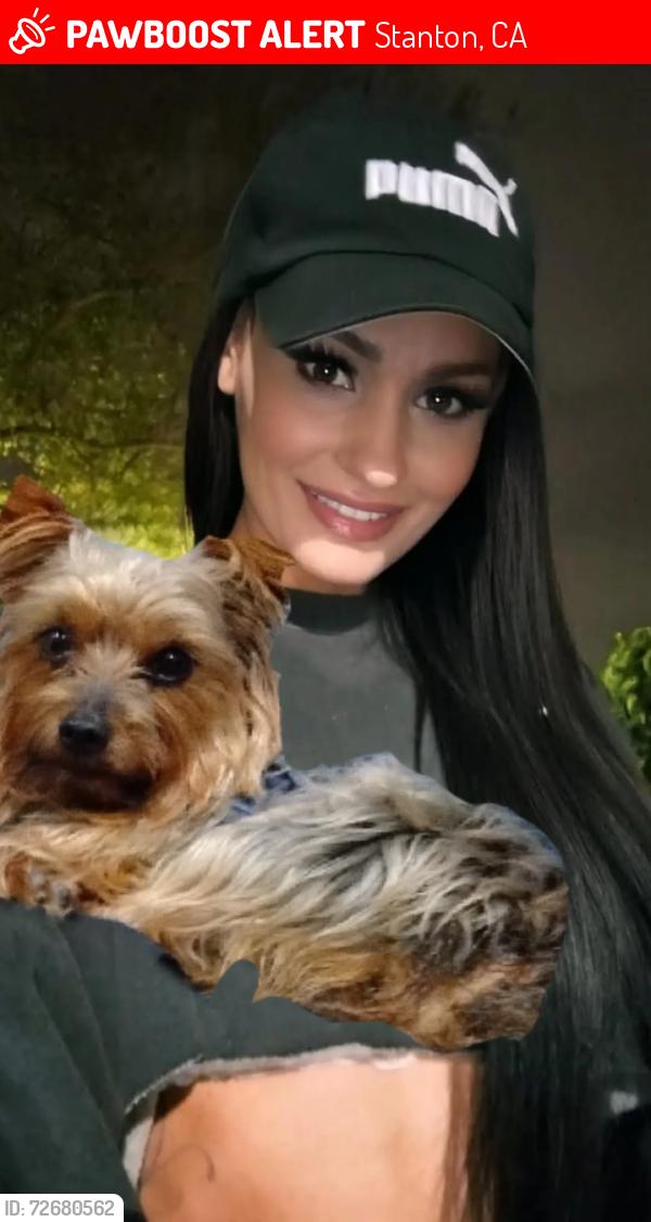 Lost Male Dog last seen Katella and Western Ave. Stanton, CA 90680 Motel 6, Stanton, CA 90680