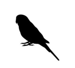 Found/Stray Unknown Bird last seen Great Park, Irvine, Irvine, CA 92618