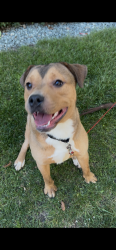 Lost Male Dog last seen Stockton CA, Stockton, CA 95202