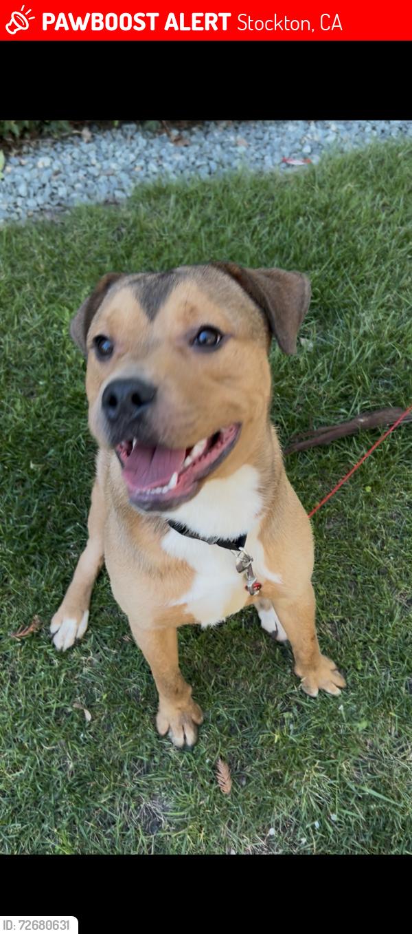 Lost Male Dog last seen Stockton CA, Stockton, CA 95202