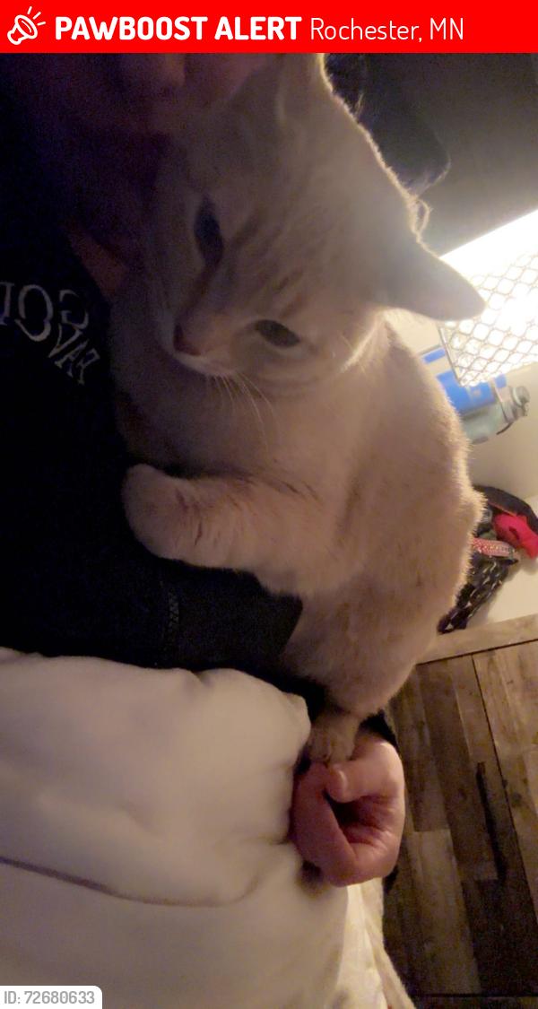 Lost Male Cat last seen He was in my  and when I woke up he was nowhere to be found and the grge door was open , Rochester, MN 55901