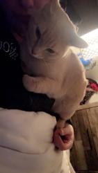 Lost Male Cat last seen He was in my  and when I woke up he was nowhere to be found and the grge door was open , Rochester, MN 55901