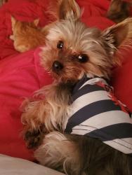 Lost Male Dog last seen Clara court and or Hughes lane, Bakersfield, CA 93304