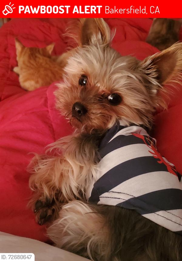 Lost Male Dog last seen Clara court and or Hughes lane, Bakersfield, CA 93304