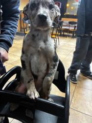 Lost Female Dog last seen Commercial st NE, Salem, OR 97301