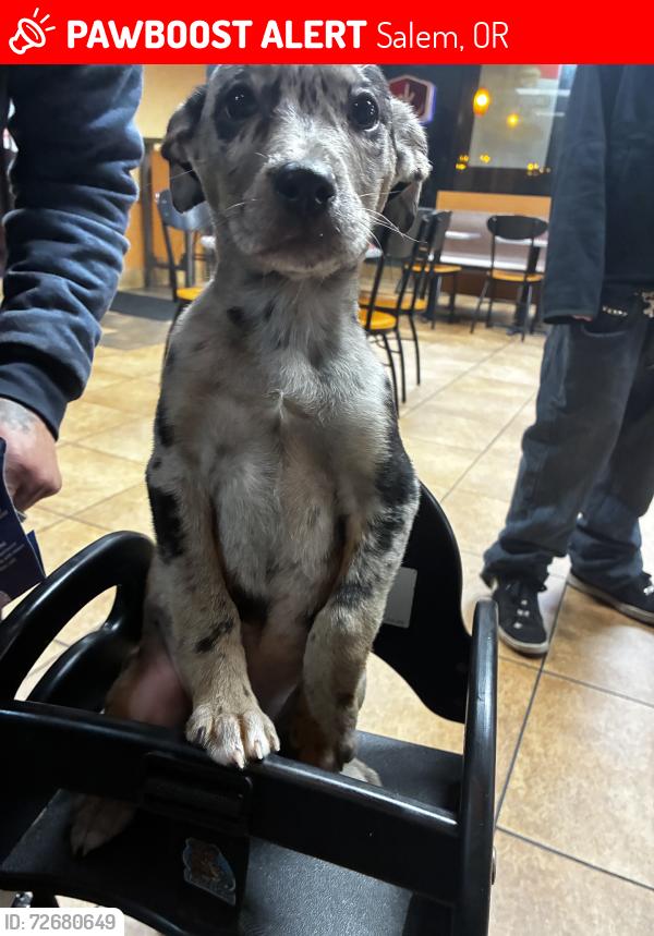 Lost Female Dog last seen Commercial st NE, Salem, OR 97301