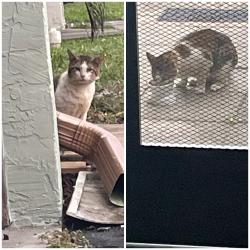 Found/Stray Unknown Cat last seen Saddlebrook community between Lyons and 441 and Clint Moore and Yamato , Boca Raton, FL 33496