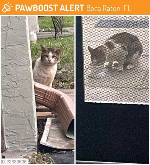 Found/Stray Unknown Cat last seen Saddlebrook community between Lyons and 441 and Clint Moore and Yamato , Boca Raton, FL 33496