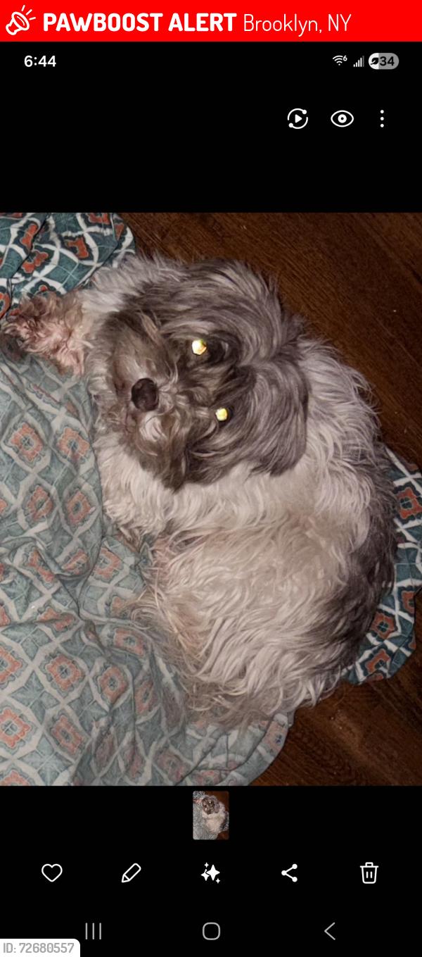 Lost Female Dog last seen Near broadway Brooklyn NY 11221, Brooklyn, NY 11221