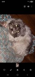 Lost Female Dog last seen Near broadway Brooklyn NY 11221, Brooklyn, NY 11221