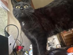 Lost Female Cat last seen Childrens wonderland park, Nearest streets (Contra Costa St, Springs Rd, Glenn St, Yuba St), Vallejo, CA 94590