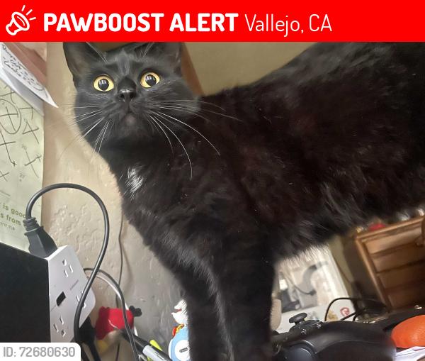 Lost Female Cat last seen Childrens wonderland park, Nearest streets (Contra Costa St, Springs Rd, Glenn St, Yuba St), Vallejo, CA 94590