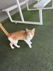Found/Stray Unknown Cat last seen Sea Island patio @ Bandera Rd & 1604, Bexar County, TX 78264