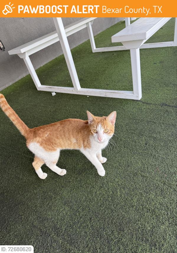 Found/Stray Unknown Cat last seen Sea Island patio @ Bandera Rd & 1604, Bexar County, TX 78264