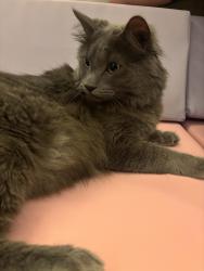 Lost Male Cat last seen Cactus road and el mirage , El Mirage, AZ 85335