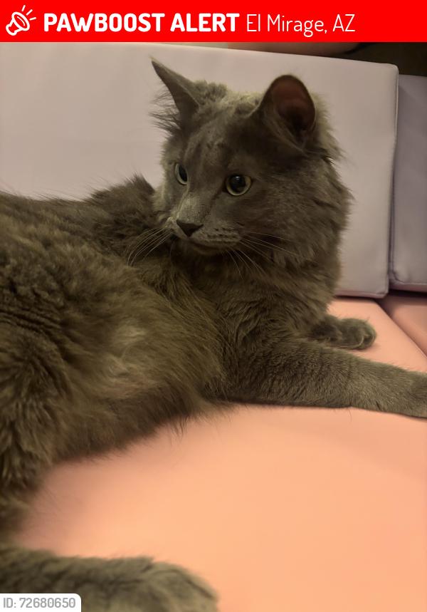 Lost Male Cat last seen Cactus road and el mirage , El Mirage, AZ 85335