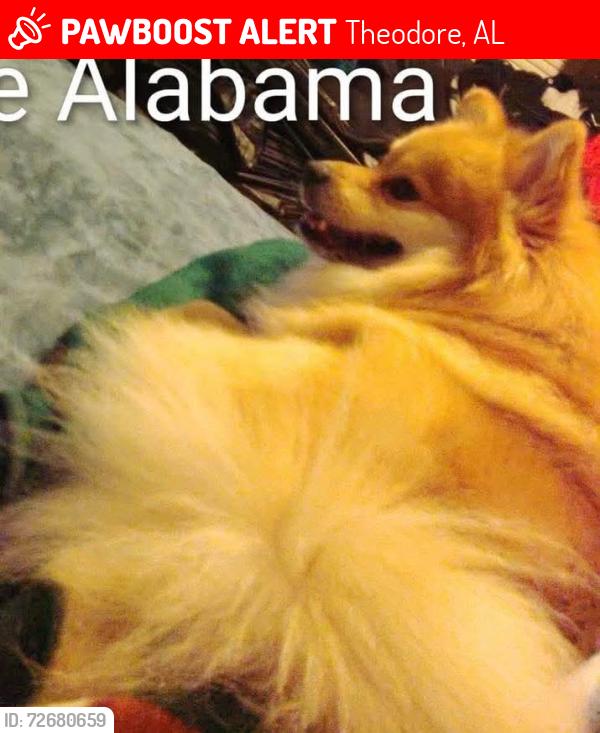 Lost Male Dog last seen Three notch road, Theodore, AL 36582