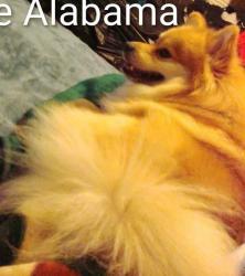 Lost Male Dog last seen Three notch road, Theodore, AL 36582