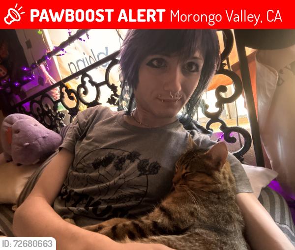 Lost Female Cat last seen Juniper and Pioneer, Morongo Valley, CA 92256