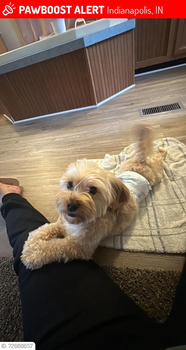 Lost Male Dog last seen Near Mindy dr Indianapolis IN 46235, Indianapolis, IN 46235