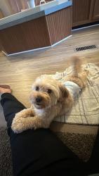 Lost Male Dog last seen Near Mindy dr Indianapolis IN 46235, Indianapolis, IN 46235