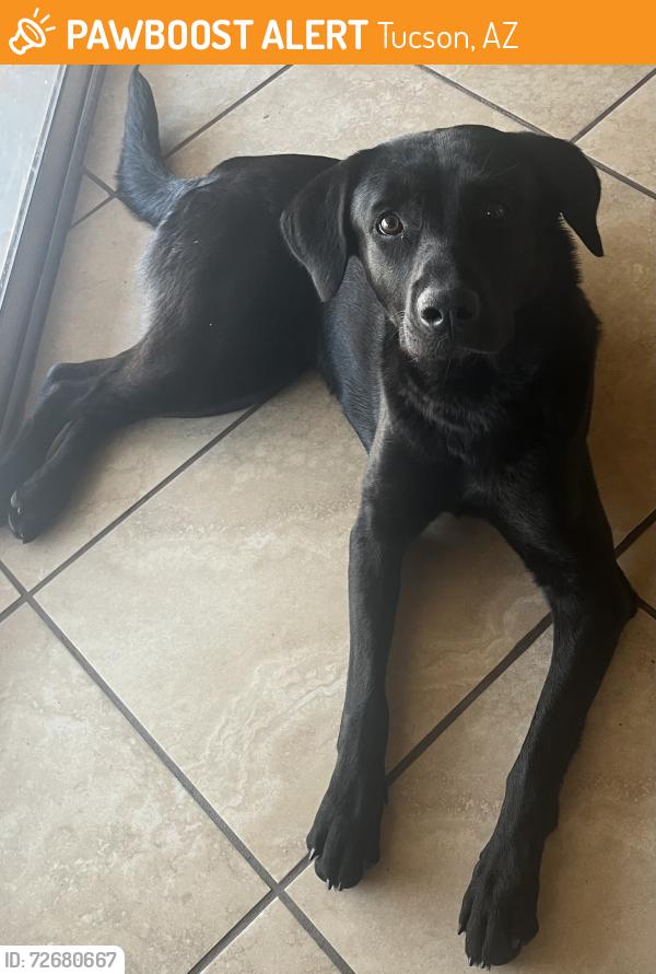 Found/Stray Unknown Dog last seen Speedway/Greaswood, Tucson, AZ 85745