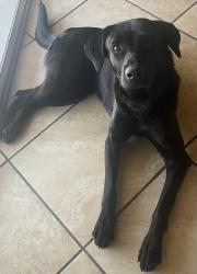 Found/Stray Unknown Dog last seen Speedway/Greaswood, Tucson, AZ 85745