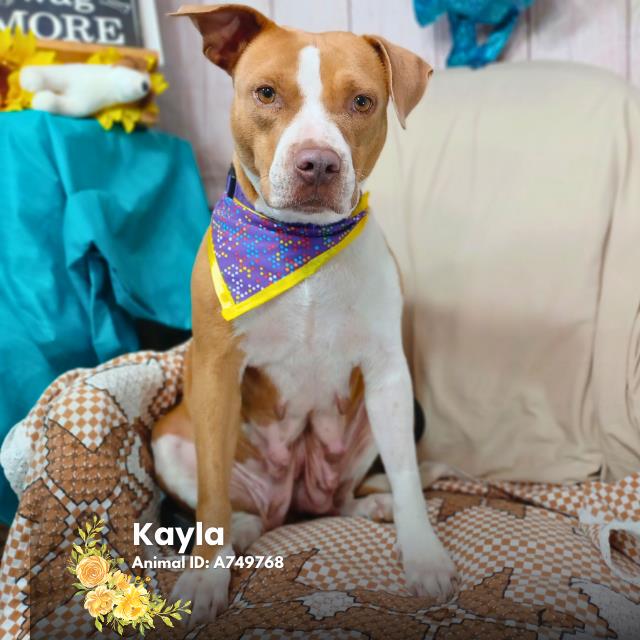 Shelter Stray Female Dog last seen Near BLOCK NEW LAREDO HWY, San Antonio, TX 78227