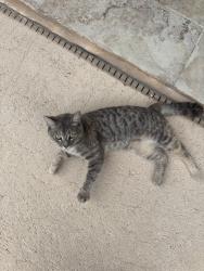 Found/Stray Unknown Cat last seen A couple of blocks from Islas Canaria, Miami, FL 33175