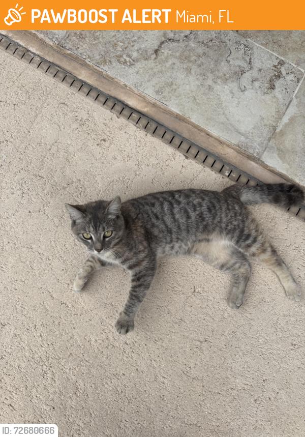 Found/Stray Unknown Cat last seen A couple of blocks from Islas Canaria, Miami, FL 33175