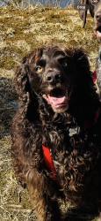 Lost Male Dog last seen Barnwell Apple Orchard, Hendersonville, NC 28792