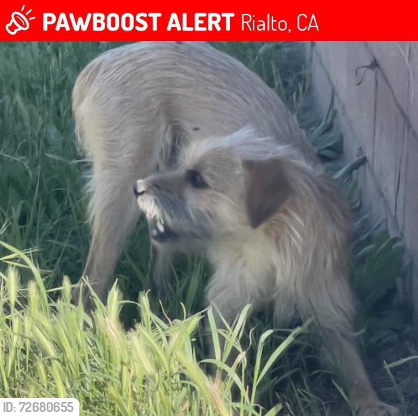 Lost Male Dog last seen Soto, Rialto, CA 92376