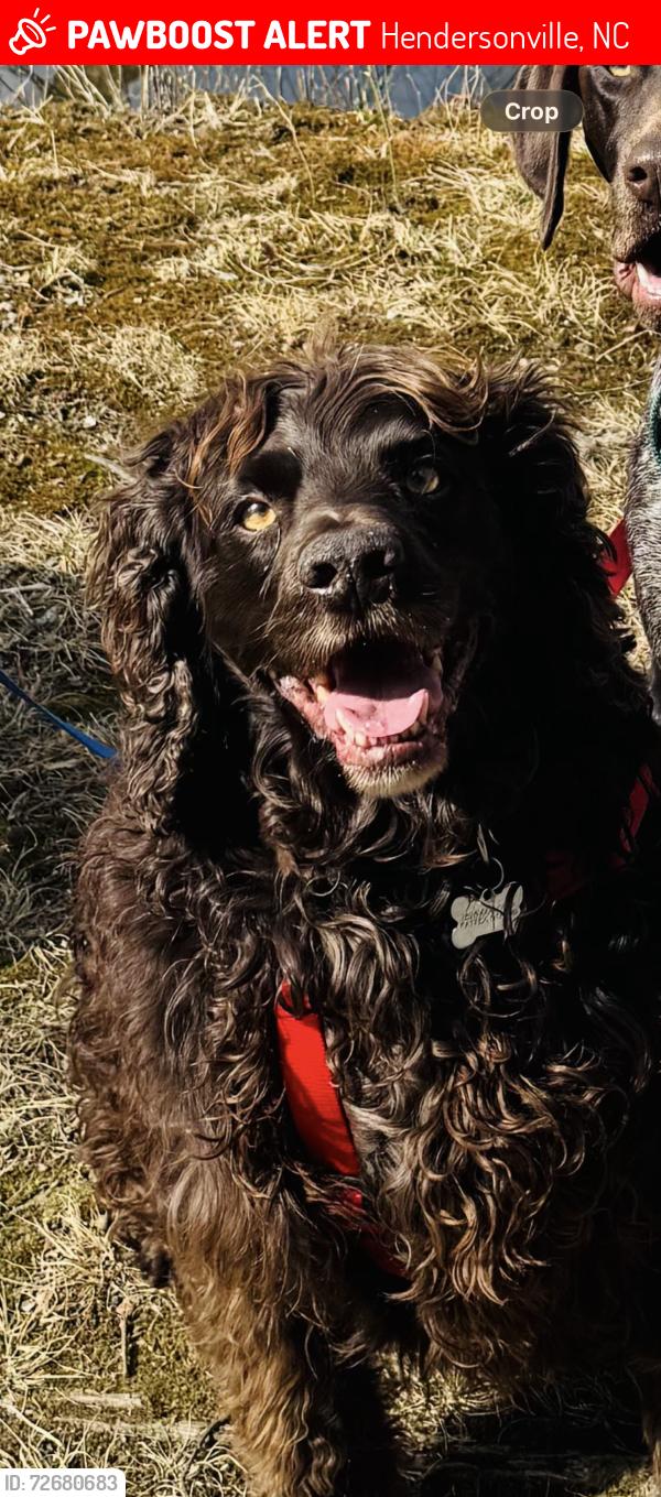 Lost Male Dog last seen Barnwell Apple Orchard, Hendersonville, NC 28792