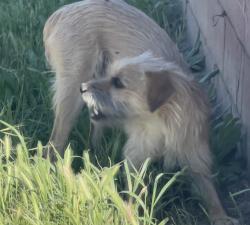 Lost Male Dog last seen Soto, Rialto, CA 92376