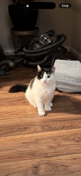 Lost Female Cat last seen Broadfield church, Lancashire, England PR25 2XA