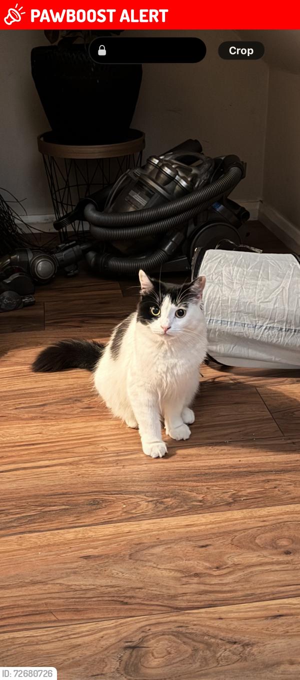 Lost Female Cat last seen Broadfield church, Lancashire, England PR25 2XA