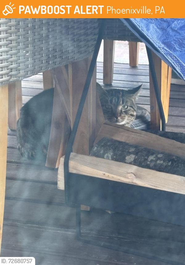 Found/Stray Unknown Cat last seen HWY 23 and Valley Forge Road behind gas station , Phoenixville, PA 19460