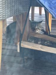 Found/Stray Unknown Cat last seen HWY 23 and Valley Forge Road behind gas station , Phoenixville, PA 19460