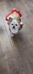 Lost Female Dog last seen Ball st, Weatherford, TX 76086