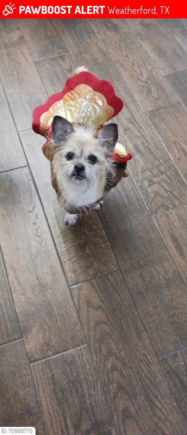 Lost Female Dog last seen Ball st, Weatherford, TX 76086