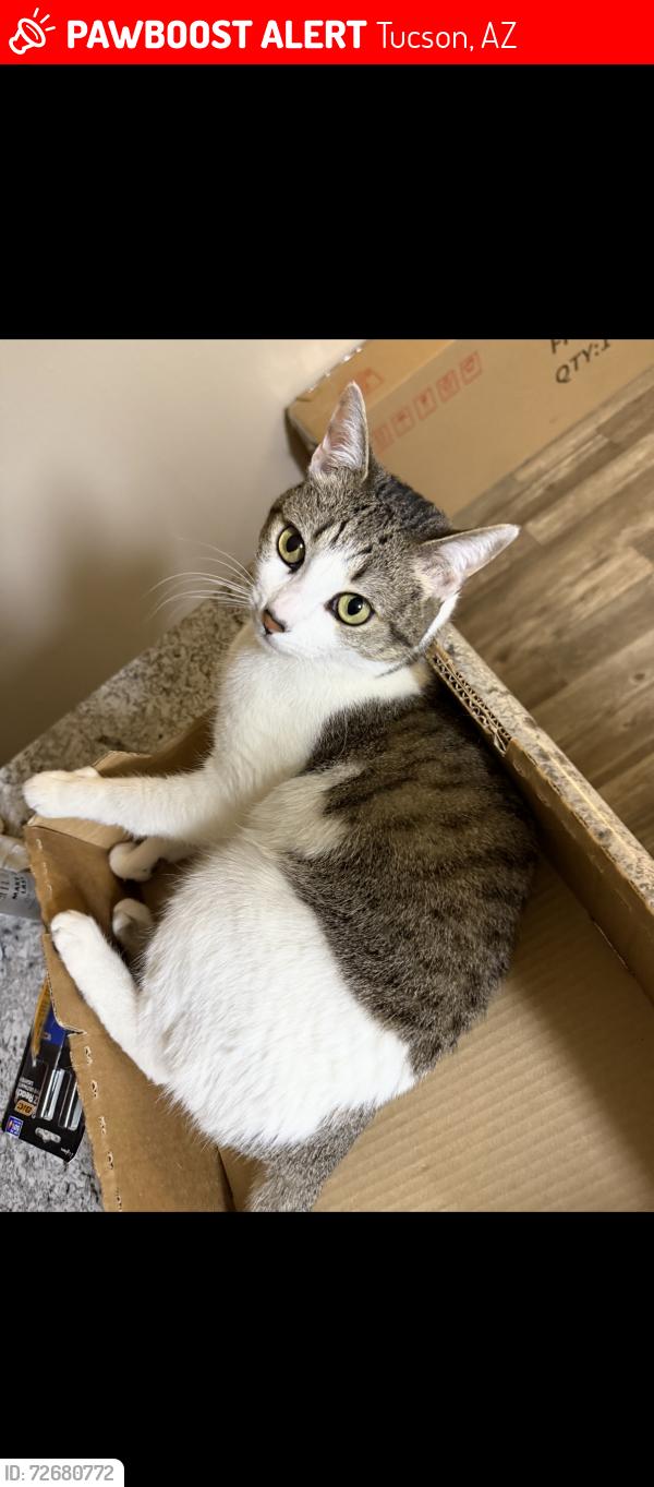 Lost Female Cat last seen College Town apmts, Off of Mountain and Fort Lowell, Tucson, AZ 85719