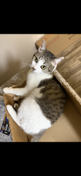 Lost Female Cat last seen College Town apmts, Off of Mountain and Fort Lowell, Tucson, AZ 85719