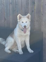 Lost Male Dog last seen Near seldner street, Los Angeles, CA 90032