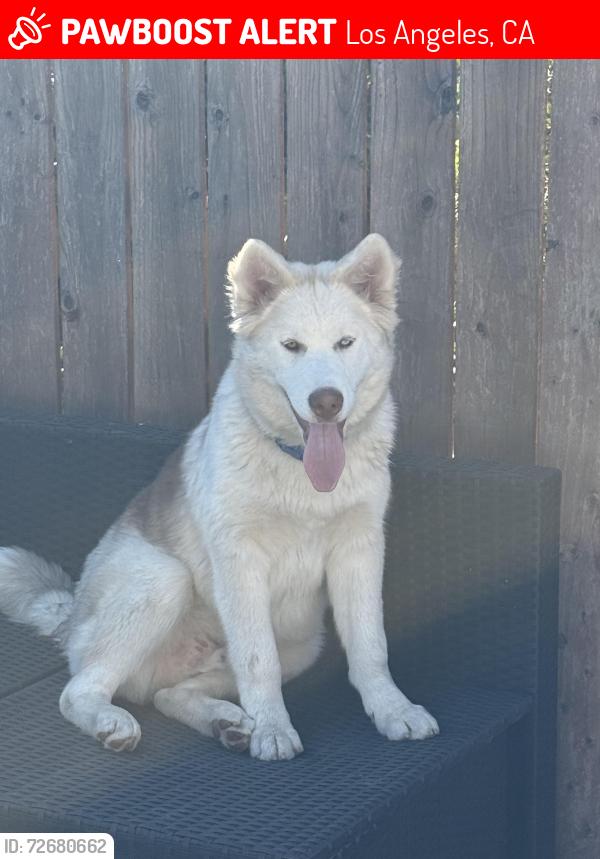 Lost Male Dog last seen Near seldner street, Los Angeles, CA 90032