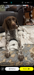 Lost Female Dog last seen Near street Eustis , Eustis, FL 32736